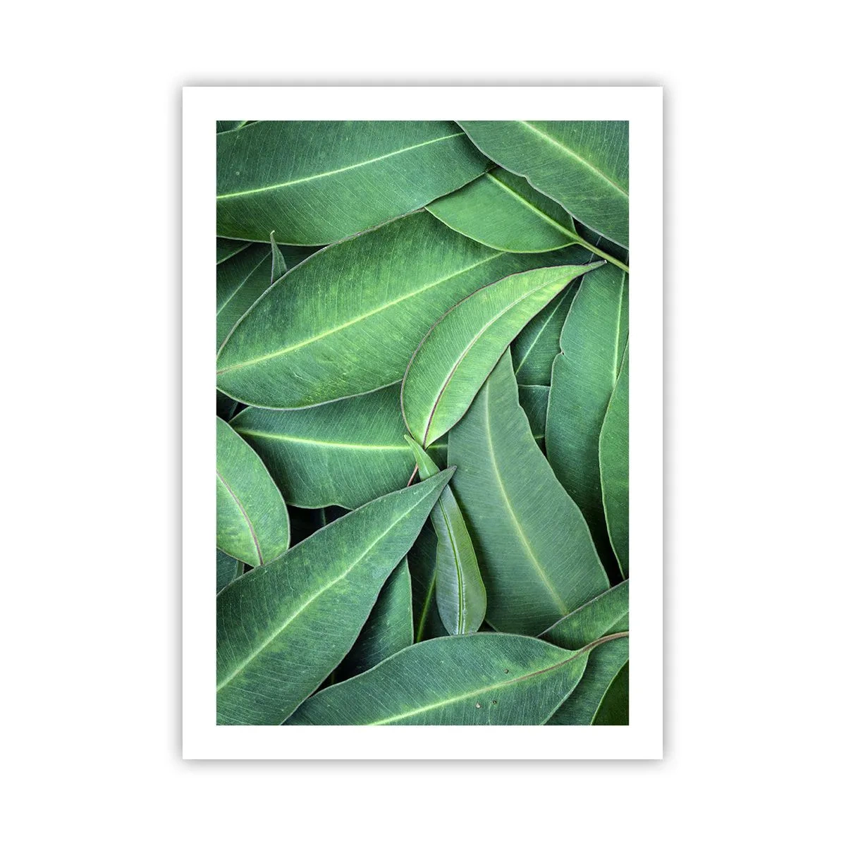Poster - Sappig en fris - 50x70 cm