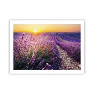 Poster - Geurige korenvelden - 70x50 cm