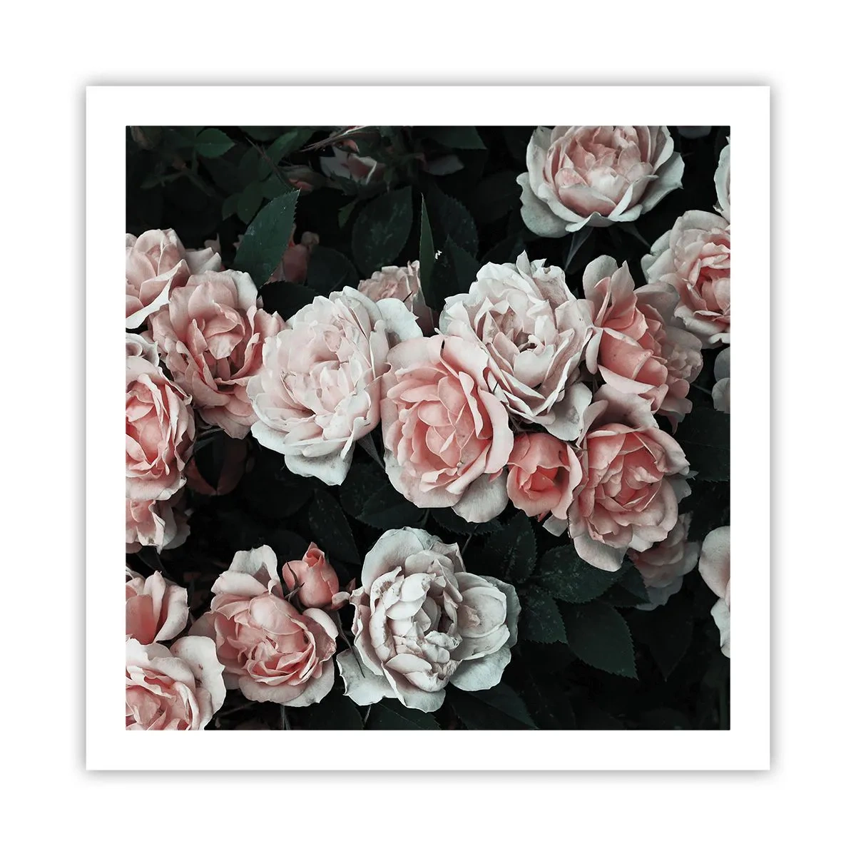 Poster - Rozen ensemble - 60x60 cm