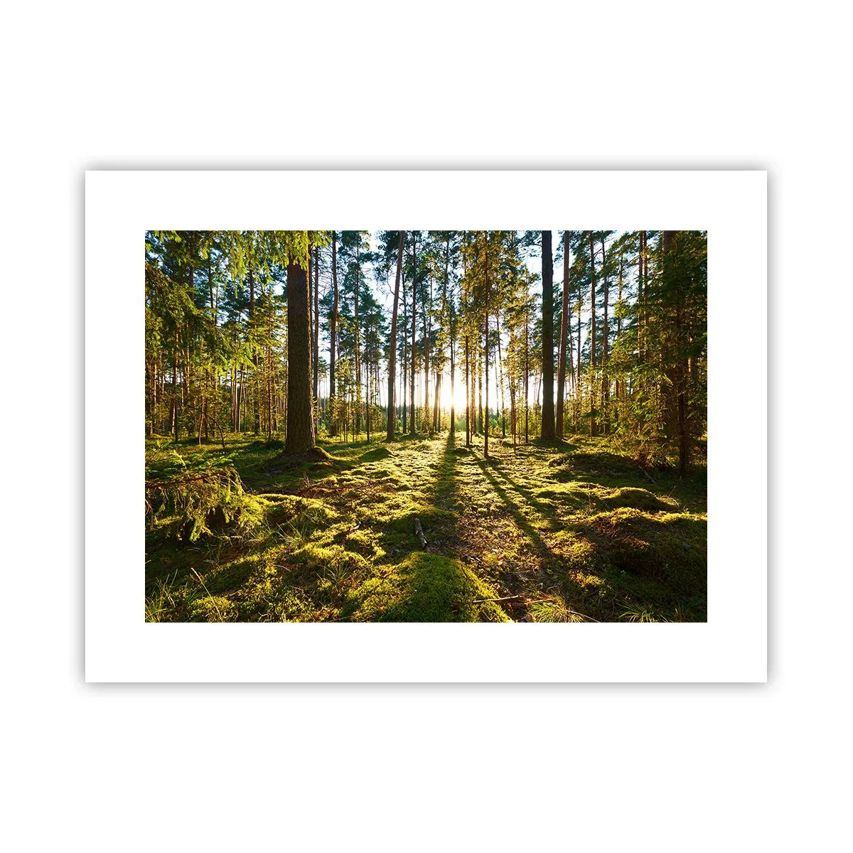 Poster - … Achter de zeven bossen - 40x30 cm