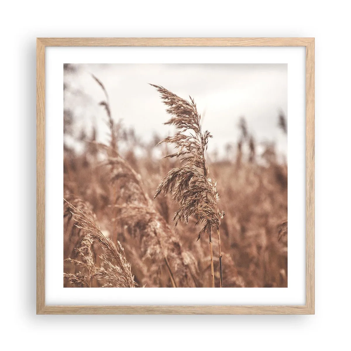 Een poster in een licht eiken lijst - Het is al herfst in de velden - 50x50 cm