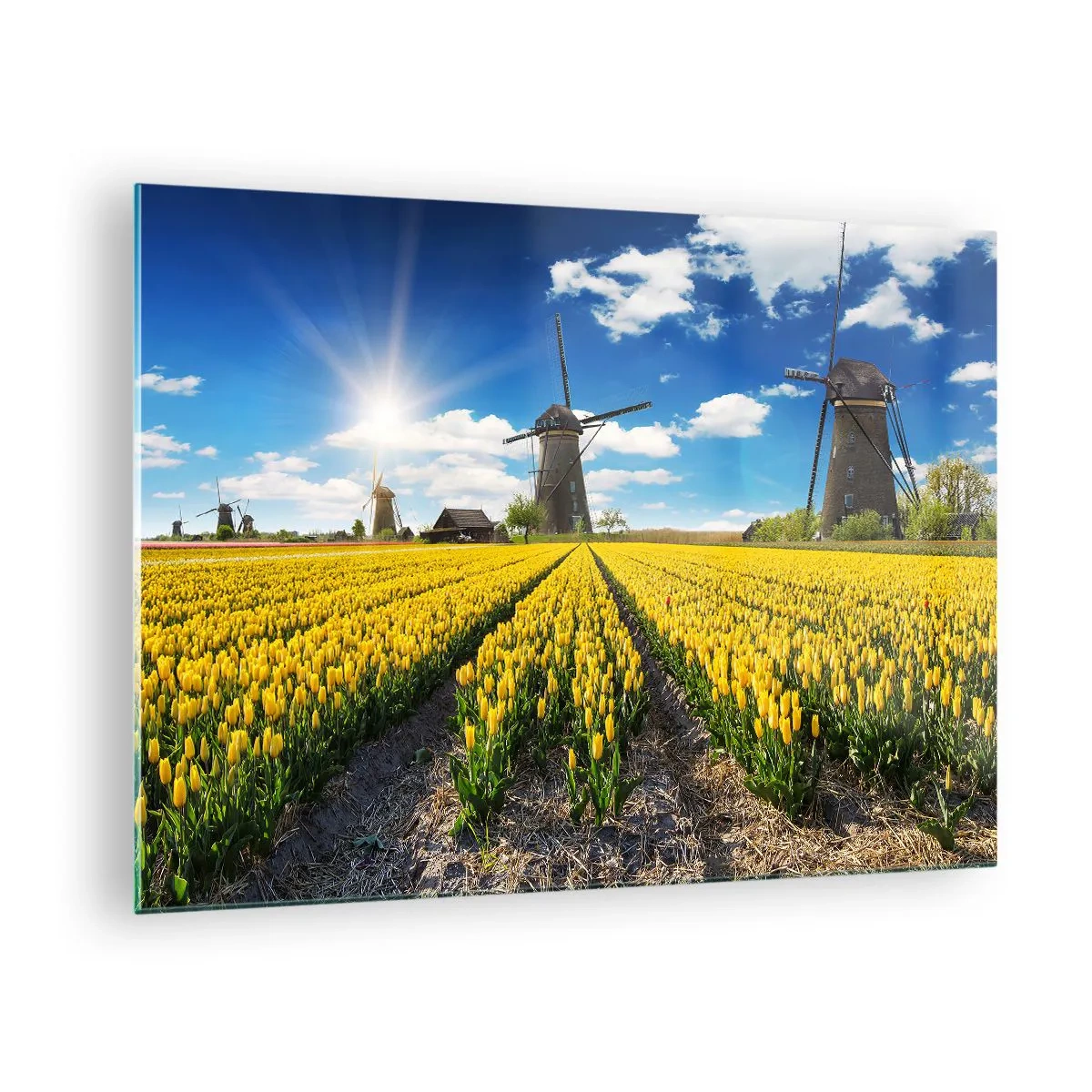 Schilderen op glas - Een veld met gele tulpen met molens op de achtergrond op een zonnige dag. - 70x50cm - Hollandser kan het niet - Moderne wanddecoratie voor woonkamer en slaapkamer ARTTOR