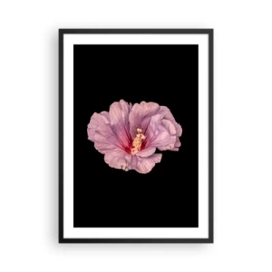 Poster in een zwarte lijst - Delicate roze hibiscusbloem op een zwarte achtergrond - 50x70cm - Recht in het hart - Moderne wanddecoratie voor woonkamer en slaapkamer ARTTOR