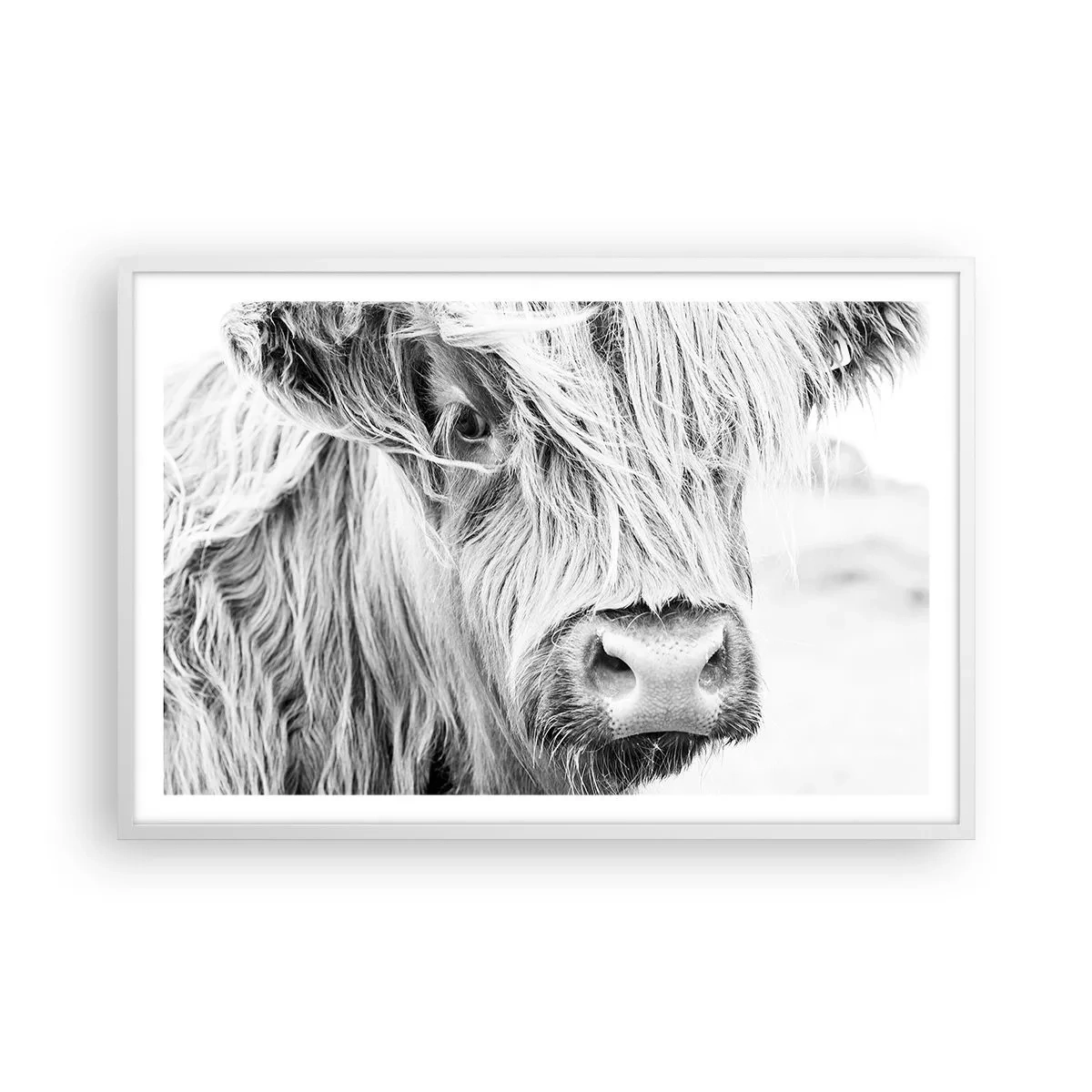 Poster in een witte lijst - Schotse wildheid - 91x61 cm