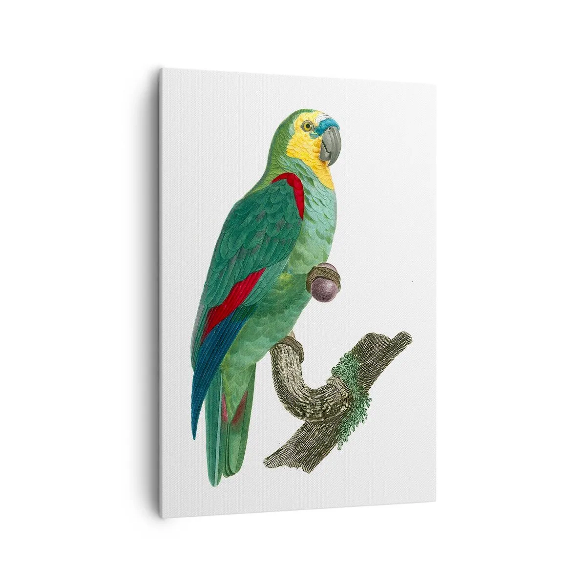 Schilderen op canvas - Portret van een papegaai - 70x100 cm