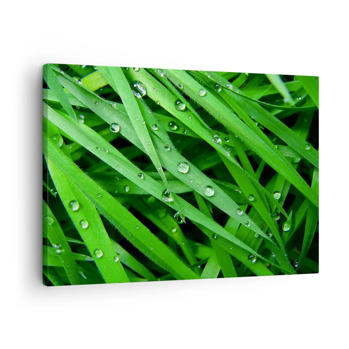 Schilderen op canvas - Close-up van groene grassprieten met dauwdruppels - 70x50cm - Speel groen - Moderne wanddecoratie voor woonkamer en slaapkamer ARTTOR
