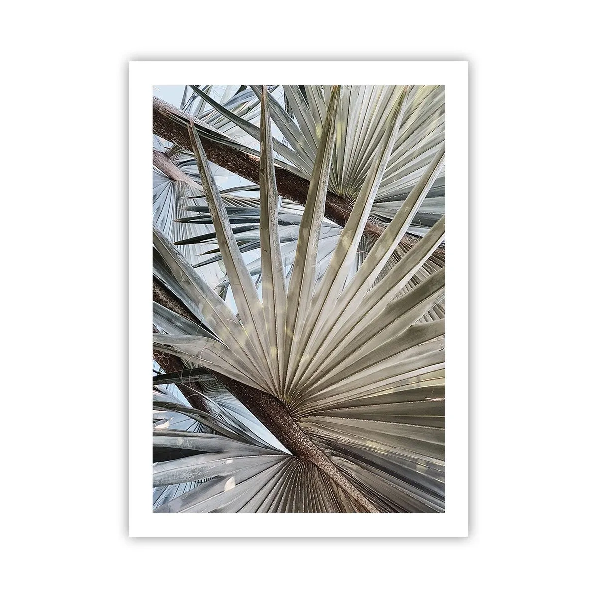 Poster - Fans in de tropen - 50x70 cm