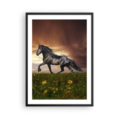 Poster in een zwarte lijst - Een zwart paard galoppeert over een weide in het licht van de ondergaande zon. - 50x70cm - Zwarte Prins - Moderne wanddecoratie voor woonkamer en slaapkamer ARTTOR