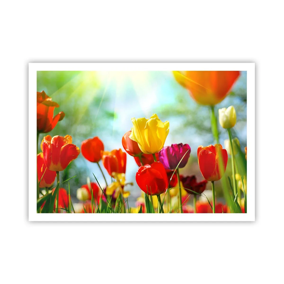 Poster - Alle kleuren van de zon - 100x70 cm
