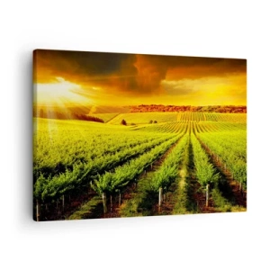 Schilderen op canvas - Gouden wijngaarden verlicht door de zonnestralen - 70x50cm - Onder de Australische zon - Moderne wanddecoratie voor woonkamer en slaapkamer ARTTOR