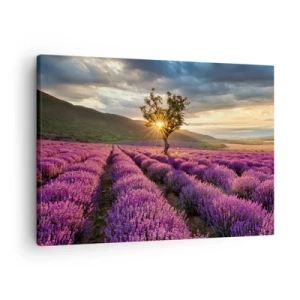 Schilderen op canvas - Een lavendelveld met een eenzame boom bij zonsondergang - 70x50cm - Lila gekleurd aroma - Moderne wanddecoratie voor woonkamer en slaapkamer ARTTOR