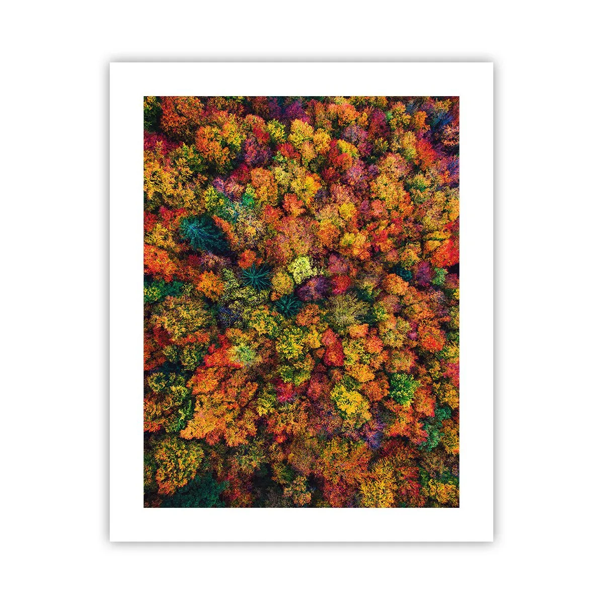 Poster - Boeket herfstbomen - 40x50 cm