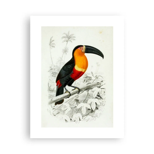 Poster - Kleuren van vogels - 30x40 cm