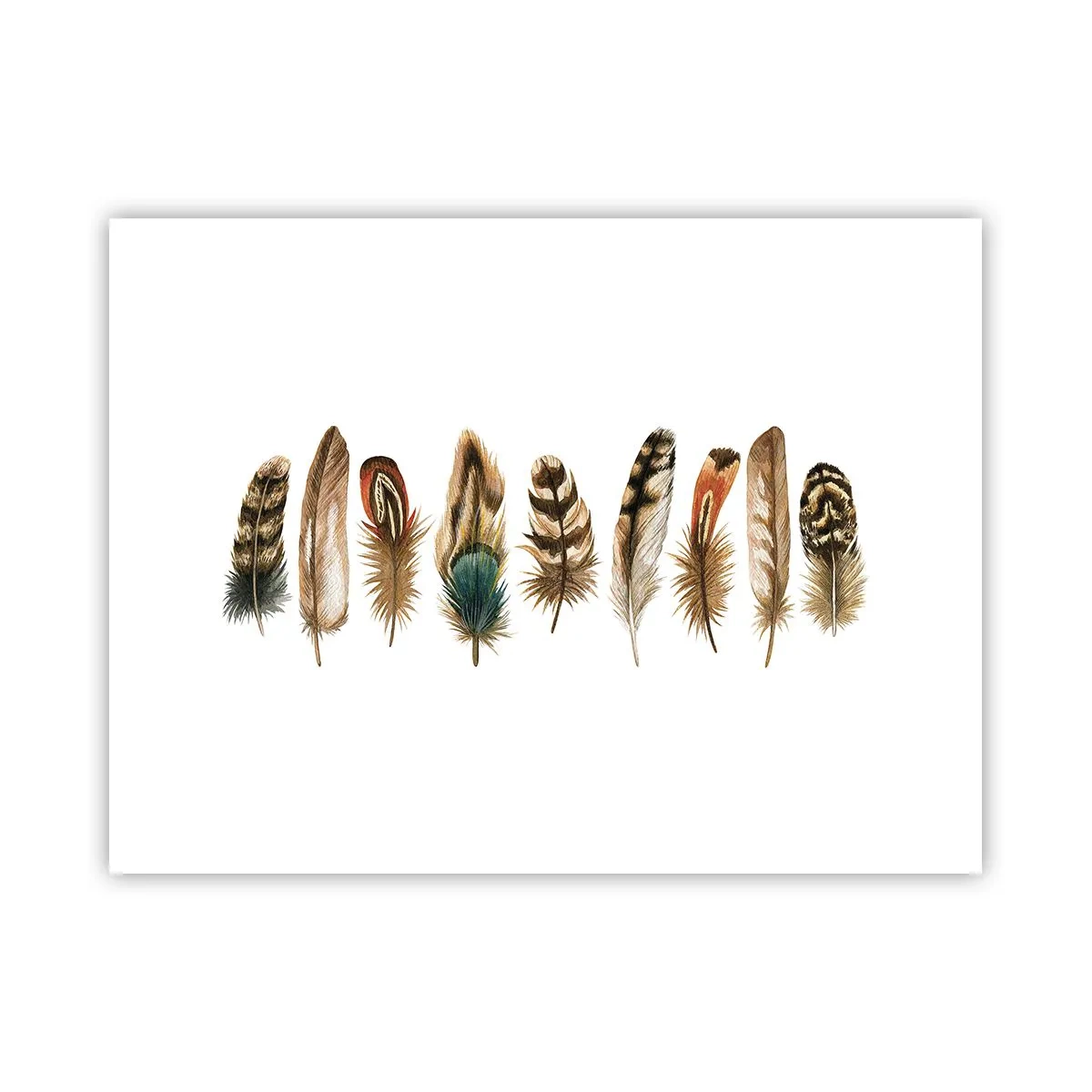 Poster - Een gevederde variatie - 40x30 cm