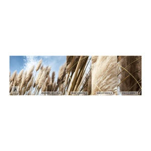Fotobehang Staaltje Standard Eco - Zonnige en winderige streling - Pampagras, Natuur, Boho - 100x30 cm