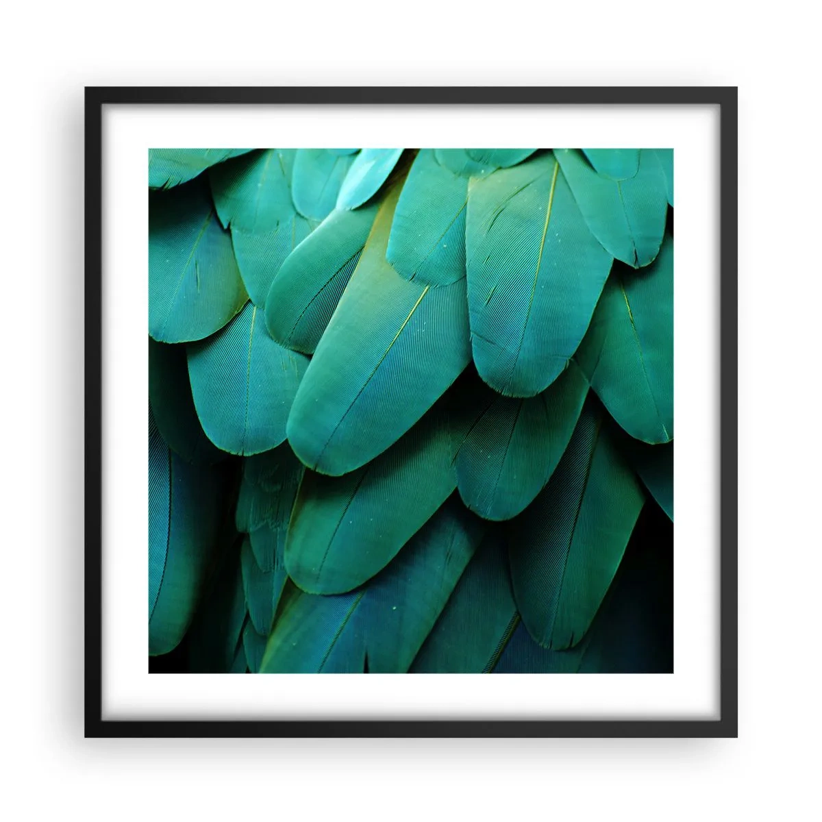 Poster in een zwarte lijst - Papegaaiachtige precisie - 50x50 cm