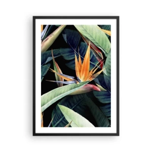 Poster in een zwarte lijst - Exotische strelitzia-bloem op een donkere achtergrond - 50x70cm - Vlammende bloemen van de tropen - Moderne wanddecoratie voor woonkamer en slaapkamer ARTTOR