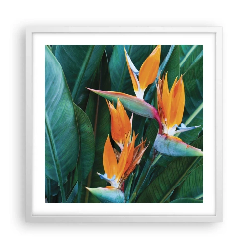 Poster in een witte lijst - Is het een bloem of is het een vogel? - 50x50 cm