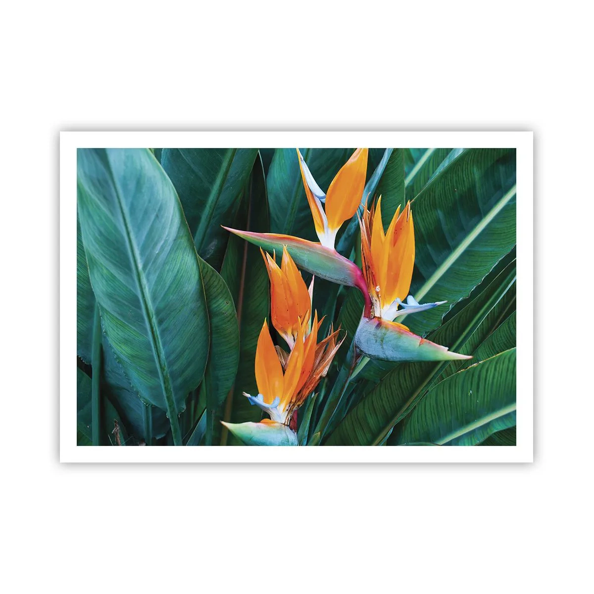 Poster - Is het een bloem of is het een vogel? - 100x70 cm