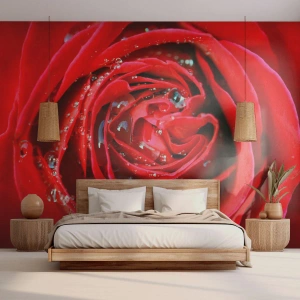 Fotobehang op maat Premium Sand - In de dauwdruppels - Bloemen, Rode roos, Liefde