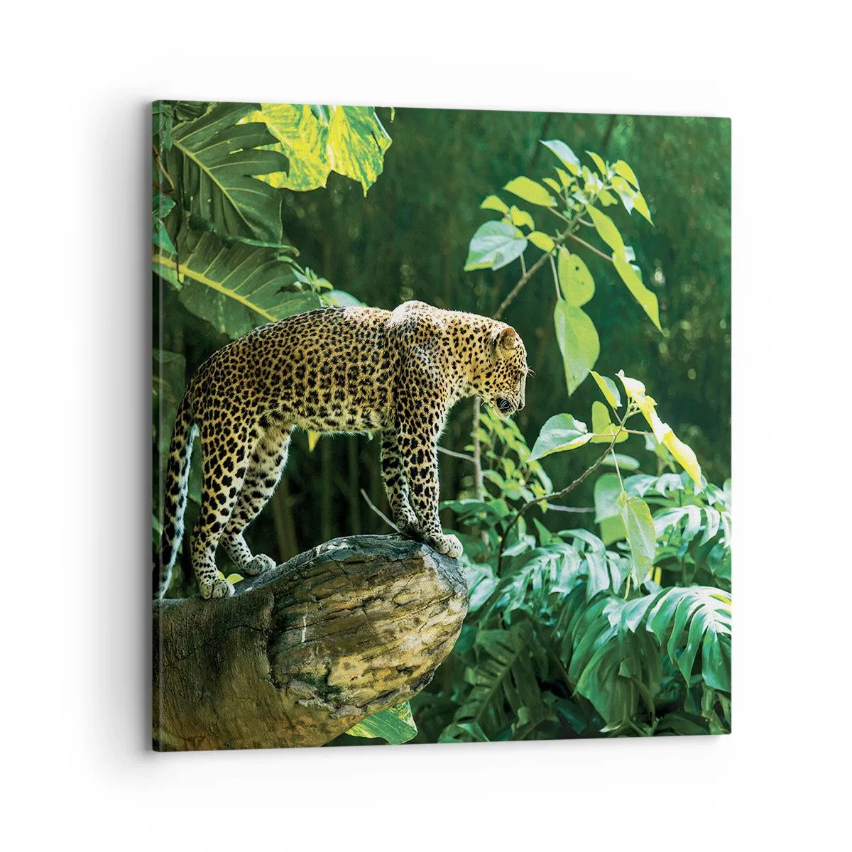 Schilderen op canvas - Op jacht? - 70x70 cm