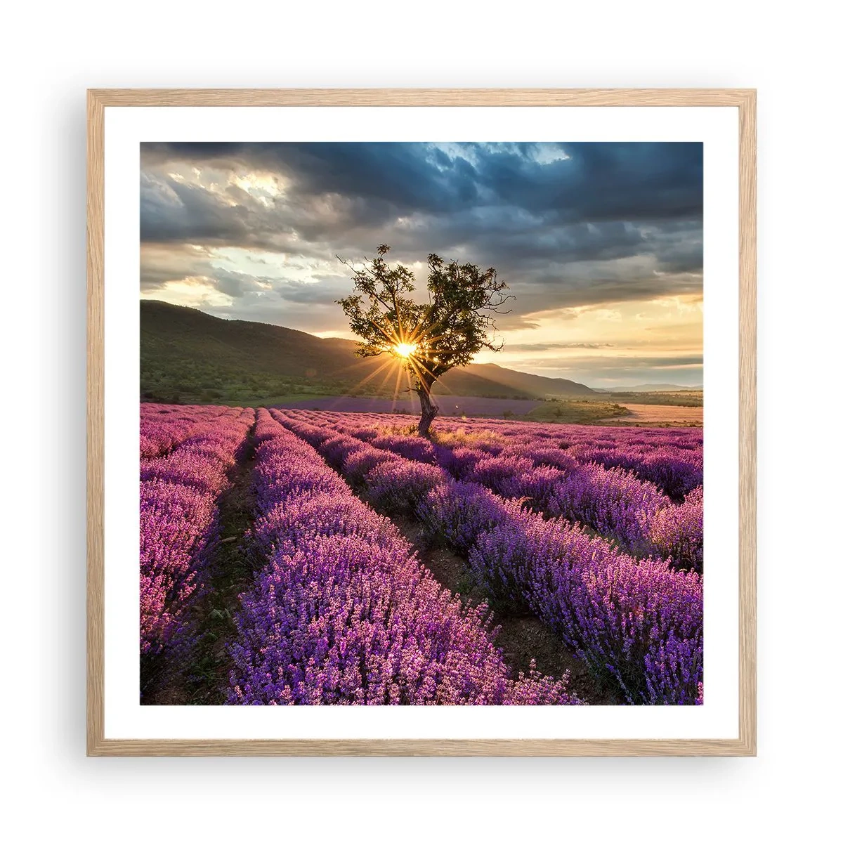 Een poster in een licht eiken lijst - Lila gekleurd aroma - 60x60 cm