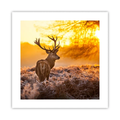 Poster - Koning van het herfstbos - 40x40 cm